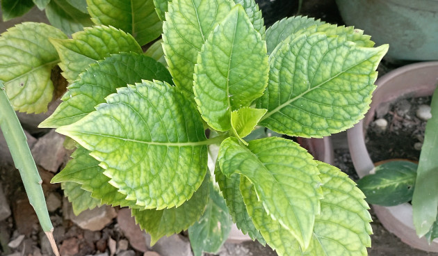    Фото: Im115 / Shutterstock / Fotodom