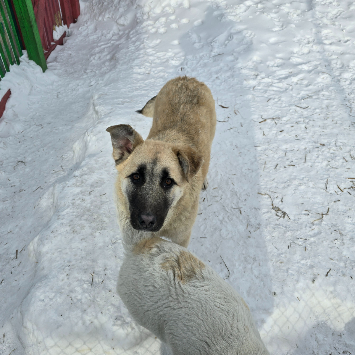 Одинокая фигурка ждет среди белого безмолвия