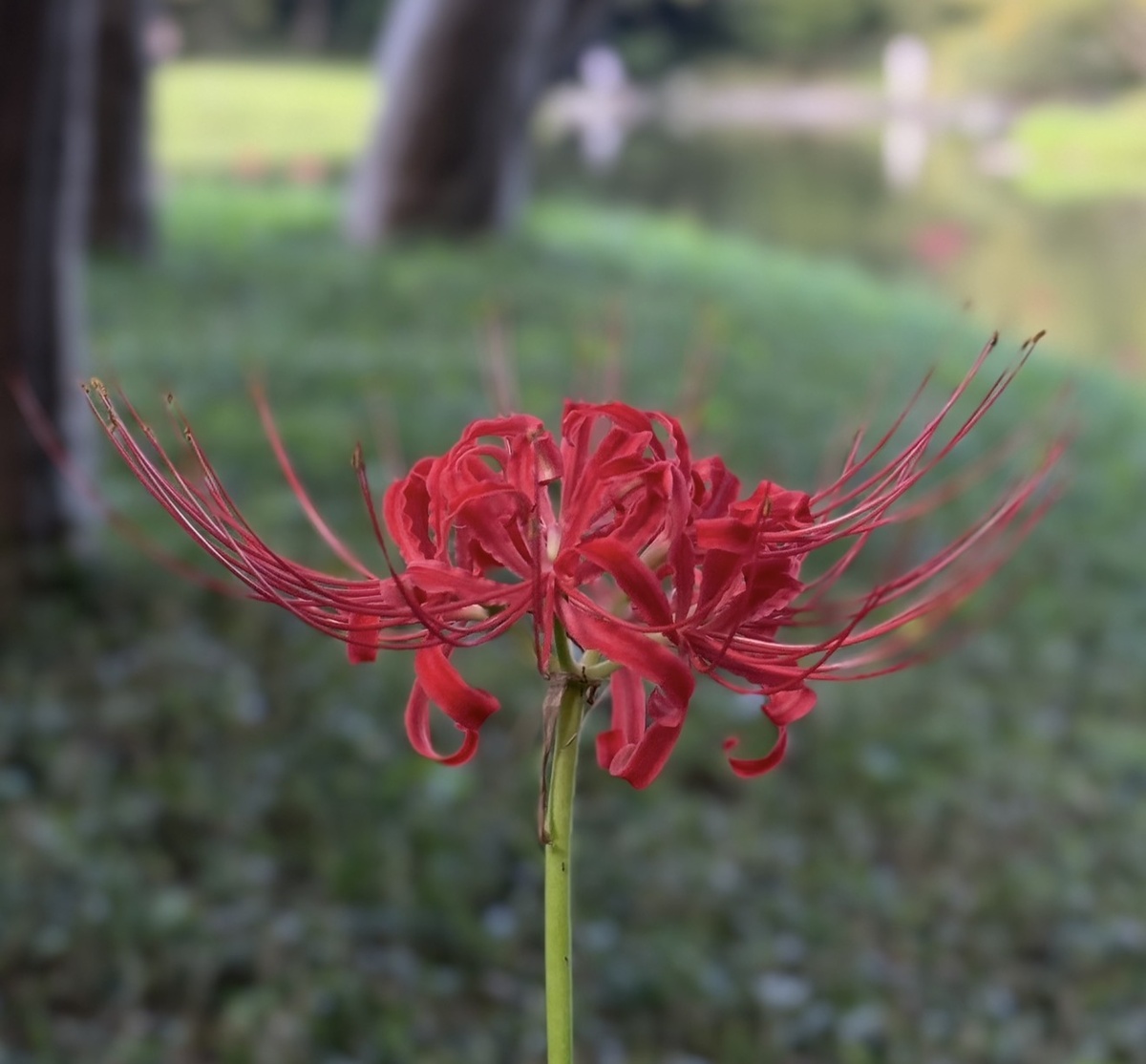 паучья лилия 