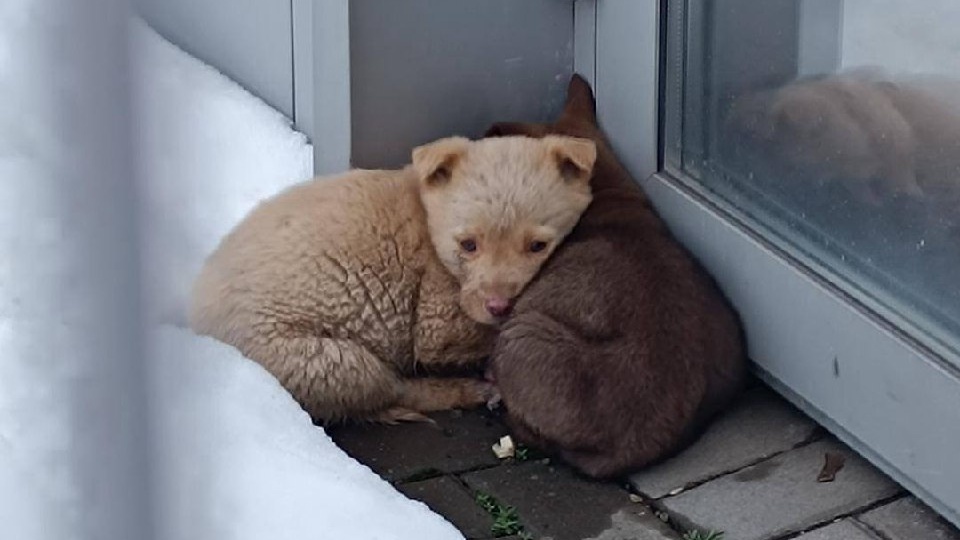 Добрый день