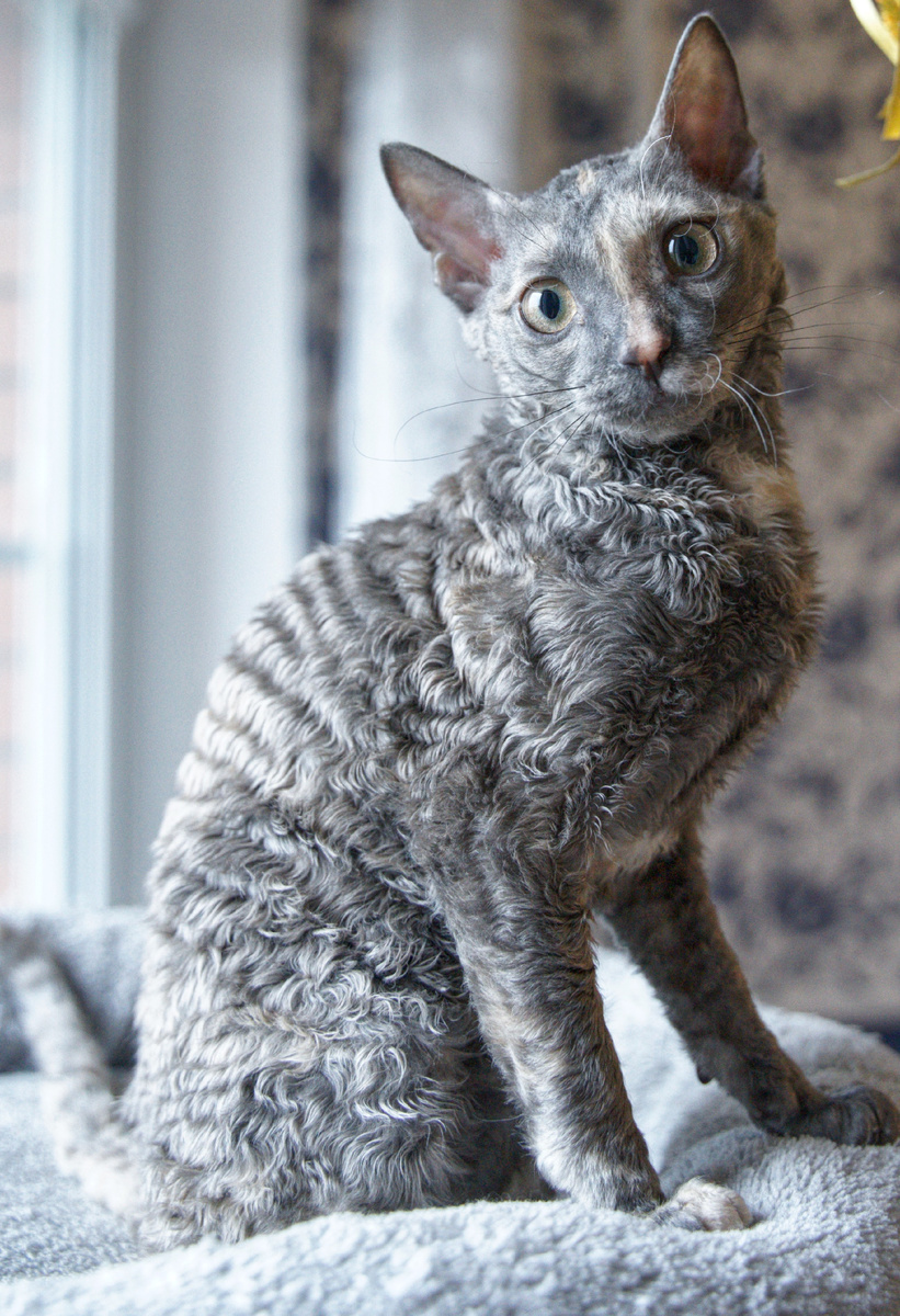 Цунами Урал Шайн 10 месяцев