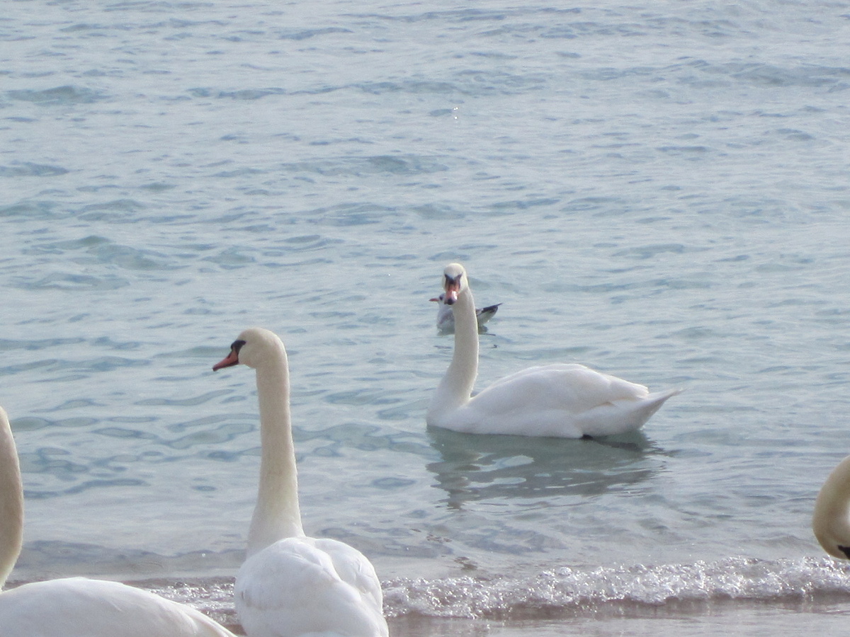В Епатории на море много лебедей. Они ручные и едят с руки. 