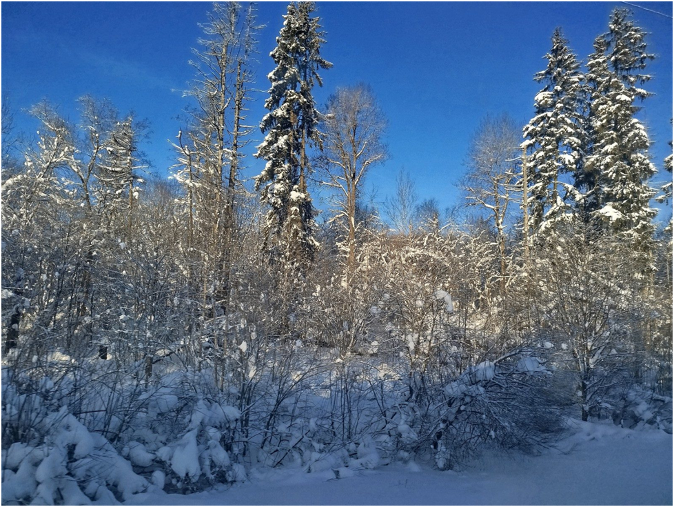 Фото автора.