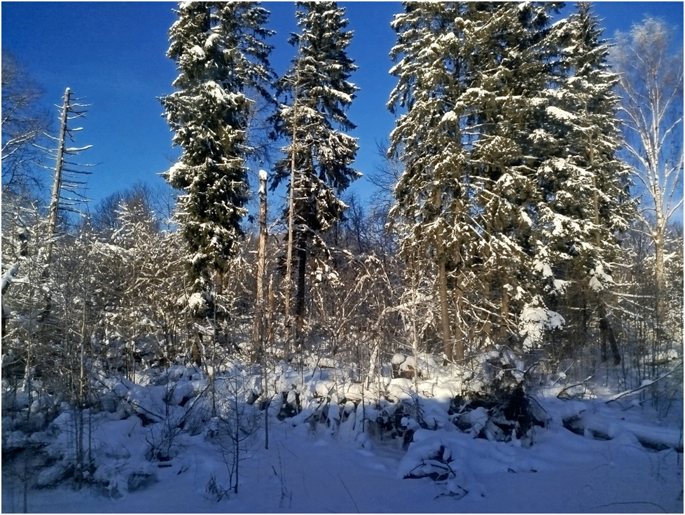 Фото автора.