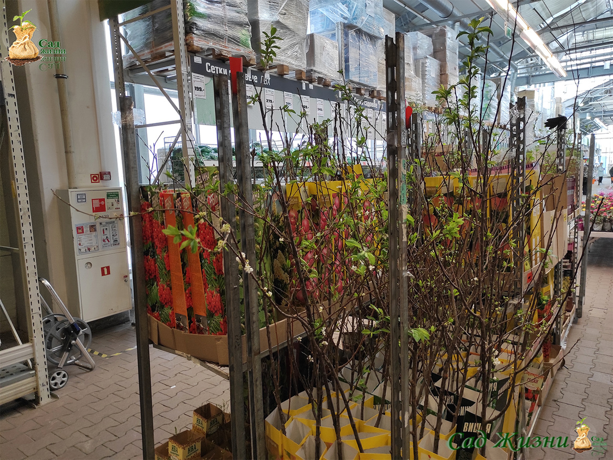 Зимой такие саженцы выглядят живыми и привлекательными, но для растения это уже стресс