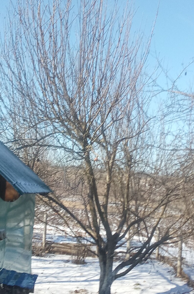 Фото из окна.