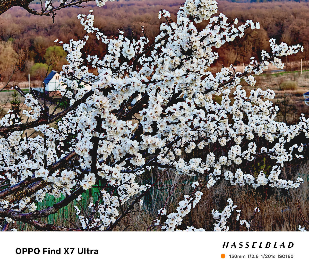 Фотографии моих цветущих абрикосов в саду.