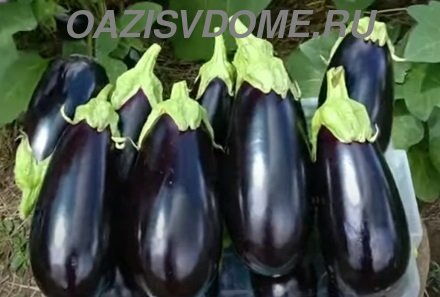 Календарь посева баклажанов на февраль 2026 года: благоприятные дни для замачивания и посадки семян