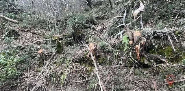    Фото: пресс-служба   
ФГБУ «Сочинский национальный парк»