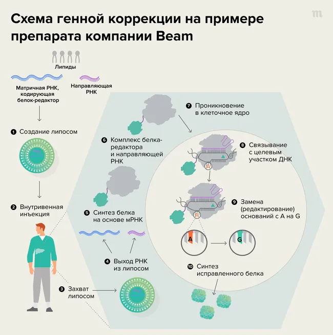 Схема генной коррекции схожа с редактированием генома CRISPR/Cas9, но потенциально более безопасна так как не предполагает внесение в ДНК разрывов. Рисунок на основе презентации компании.