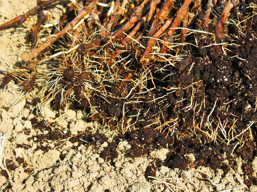 Саженцы винограда с открытой корневой системой (ОКС). Фото из открытых источников