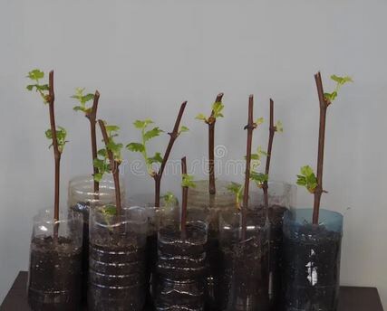 Саженцы винограда с закрытой корневой системой (ЗКС). 