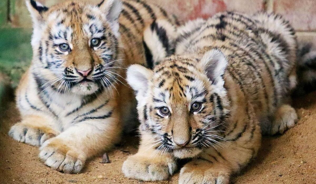     Тигрята. Источник: mos ru Автор фото: Пресс-служба Мэра и Правительства Москвы