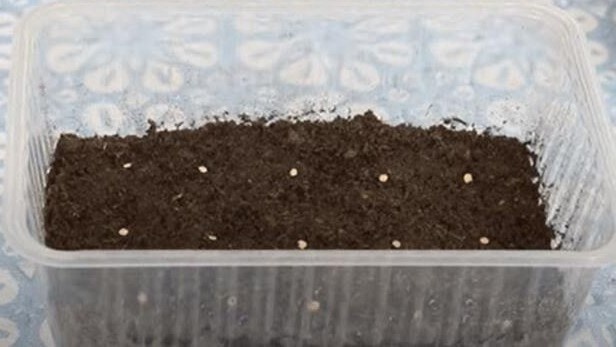 Посев баклажанов