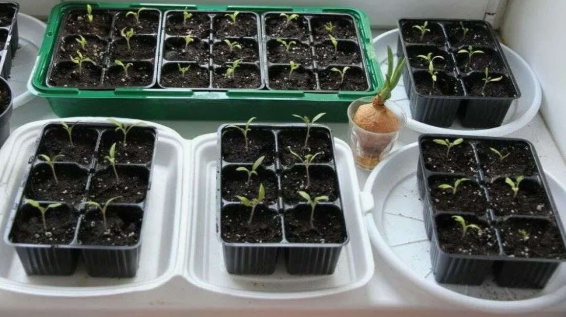 Баклажаны в касетах