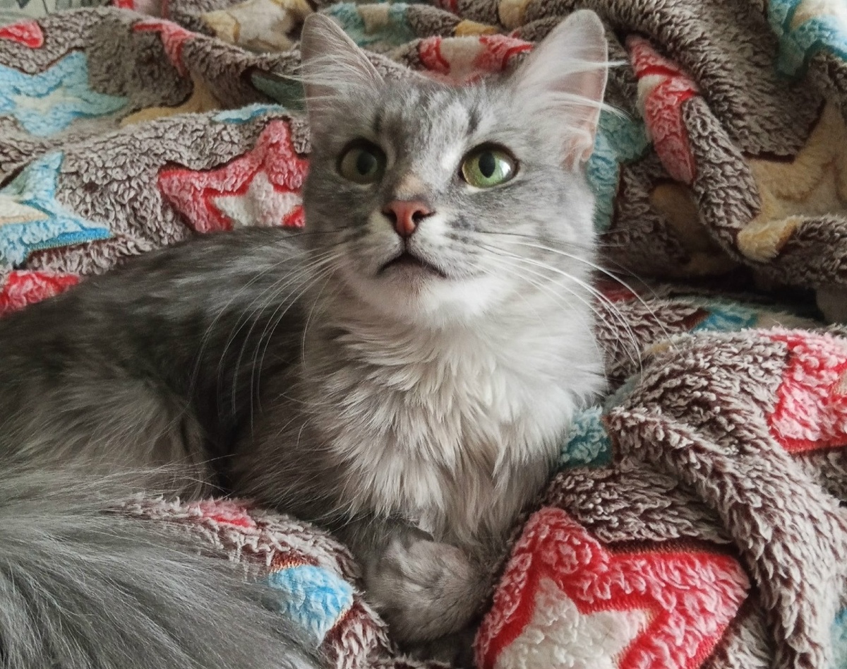 Таким кошкам особенно трудно на улице. Герда должна быть домашней