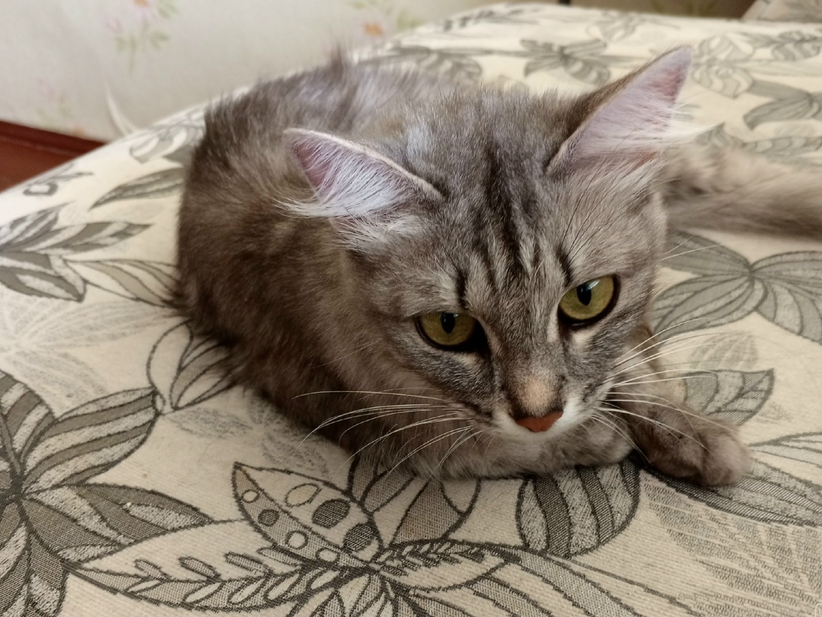 Герде повезло, что её котята появились появилсь на свет не в подвале, а на передержке