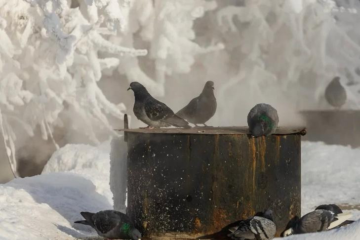 В Новосибирской области снова наблюдаются «погодные качели»