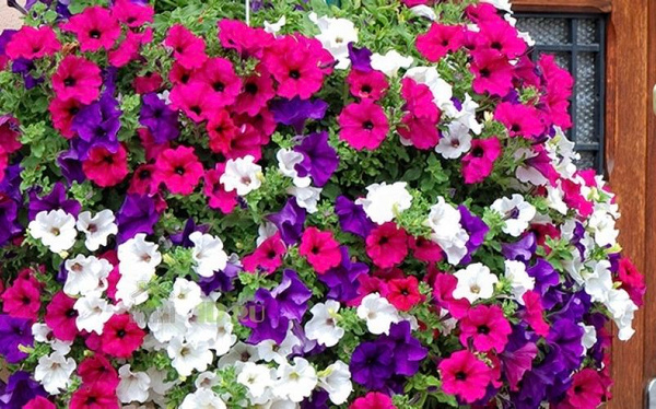 Кустовые петунии