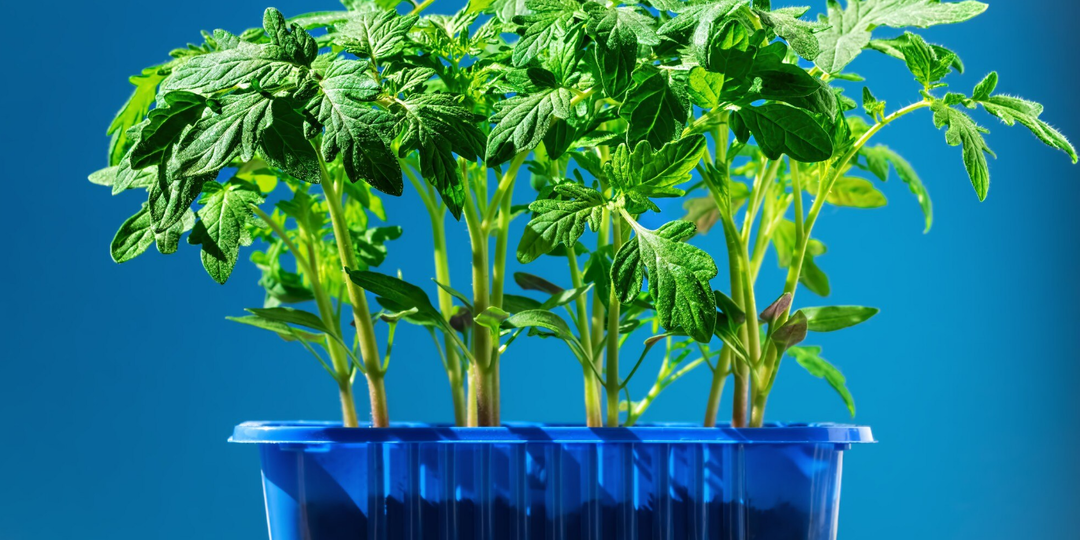 Когда садить помидоры на рассаду в 2026 году по лунному календарю