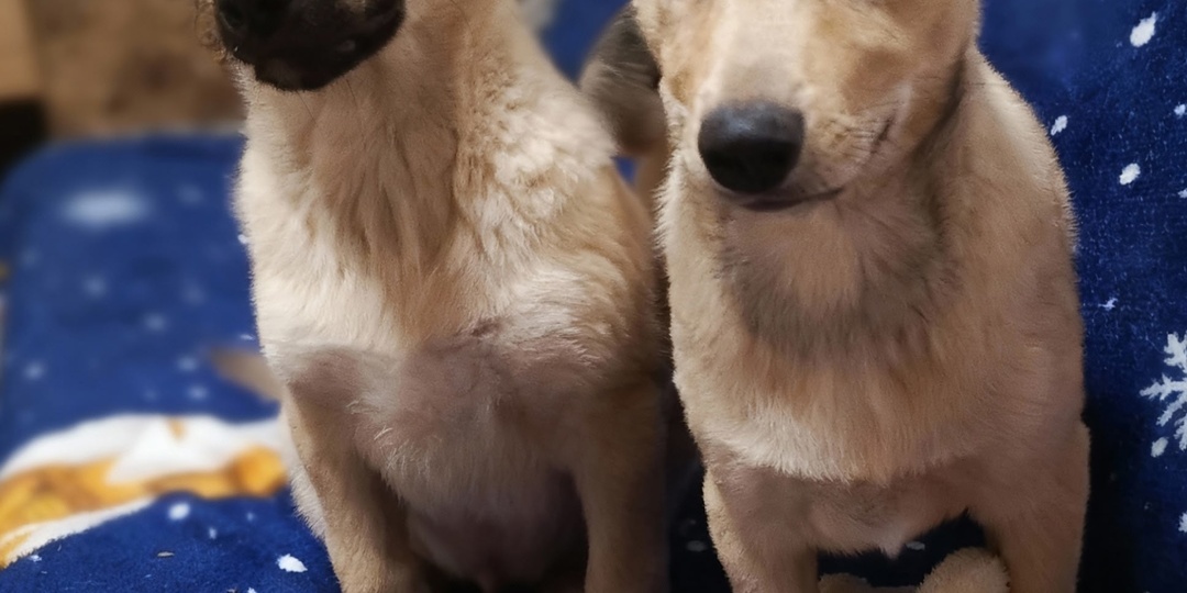 Счастье наполовину: Ник и Никуся уже дома, а кто заберёт остальных щенков