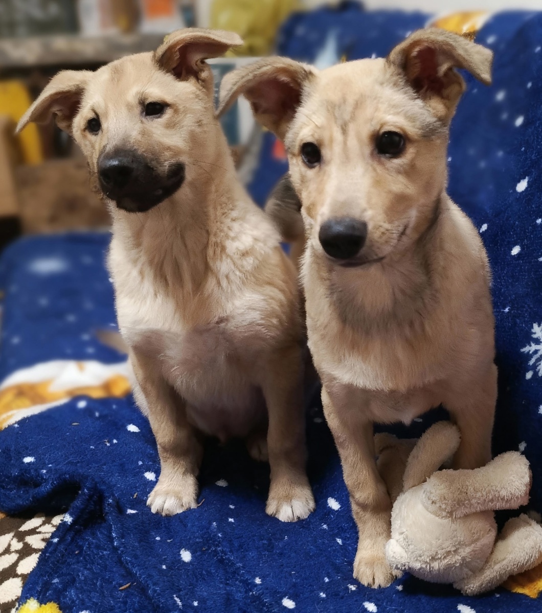 Братишки Бадди и Симба.