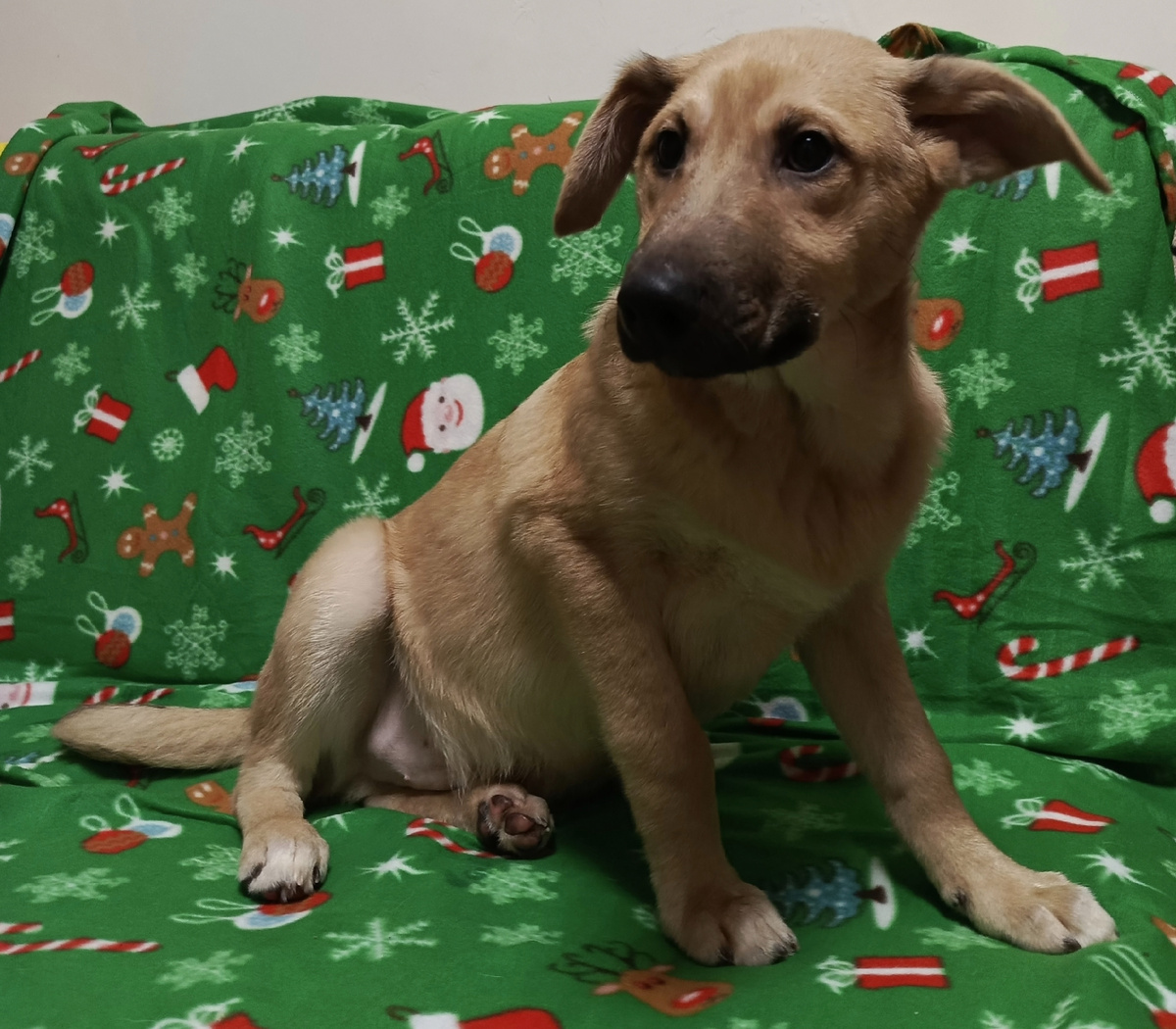 Он ещё станет королём - львом с родным человеком 