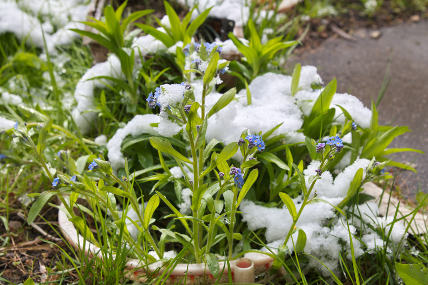 Снег в саду - друг или враг?