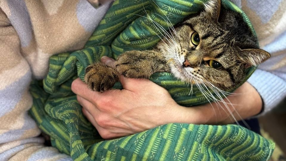 💯День стольника кошек💯