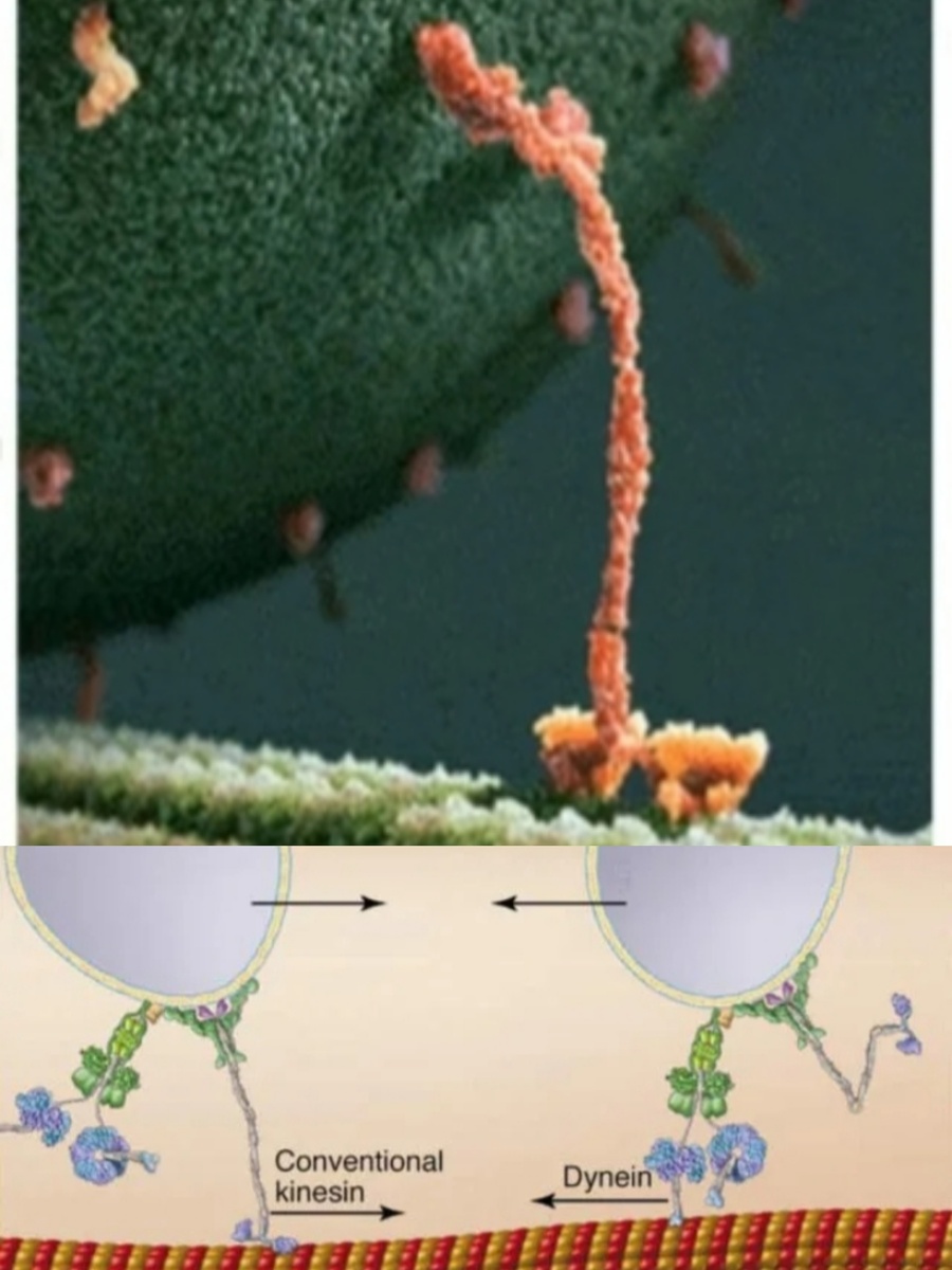 Белок перетаскивает дофамина 😃