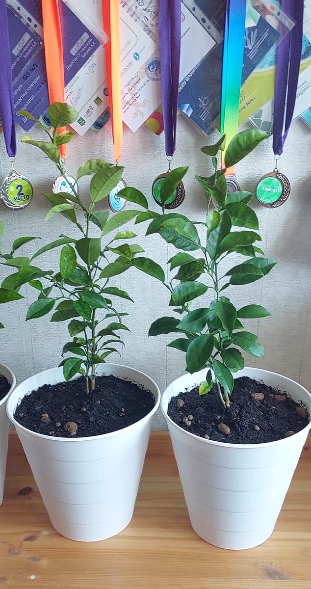 На носу и садово-огородные работы 🪴 Это мои апельсины. 