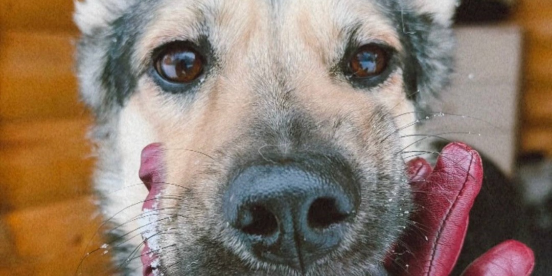 Почему самостоятельная работа с собакой часто застревает