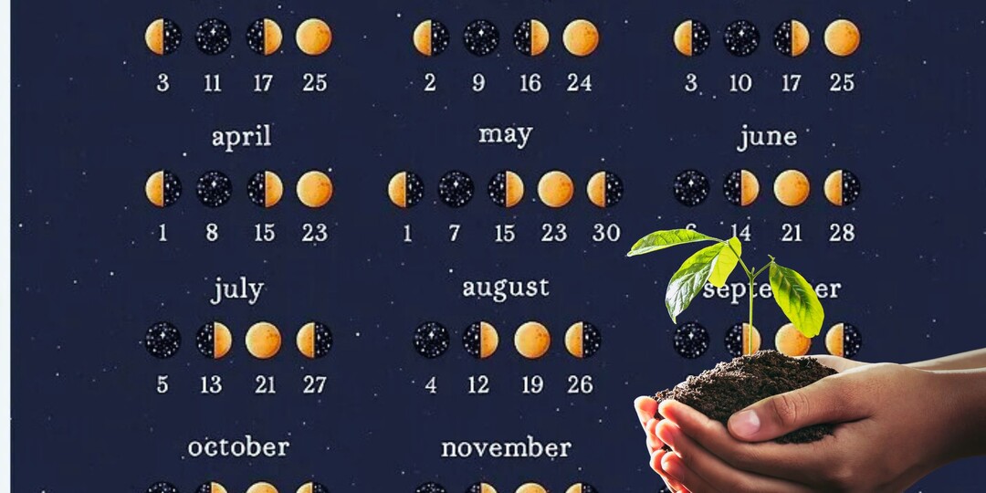 Лунный календарь для посадки растений: помогает ли он на самом деле?