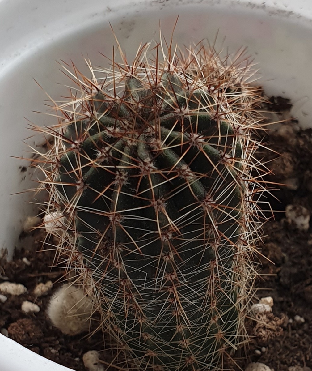 личный кактус