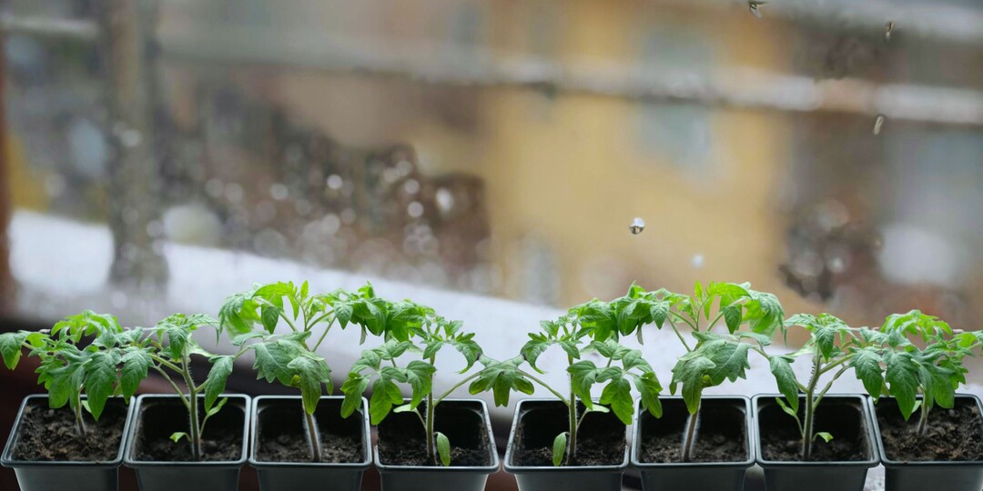 Томаты не растут после всходов — причина чаще всего не в семенах