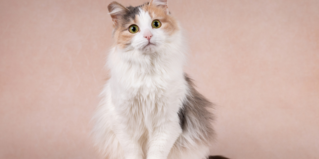 Кошка МАНЮНЯ ищет дом🏡