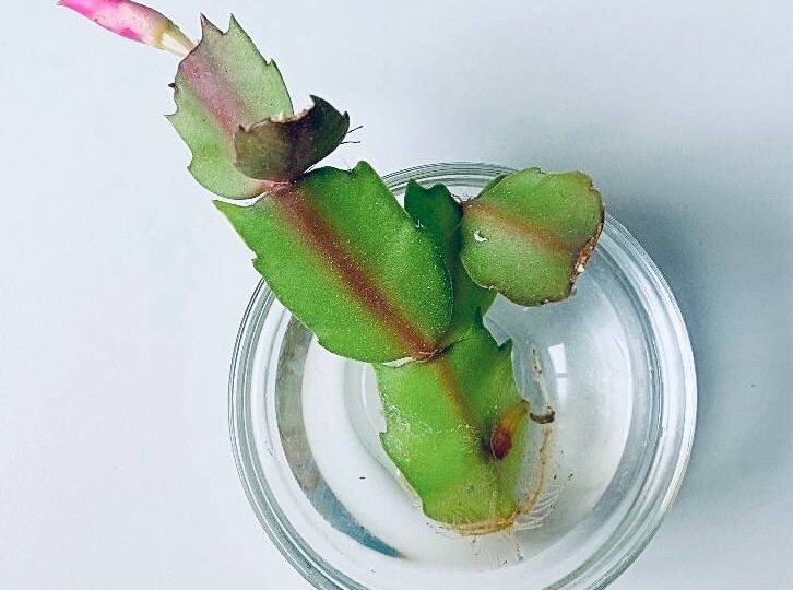 Размножение декабриста черенками: пошаговая инструкция