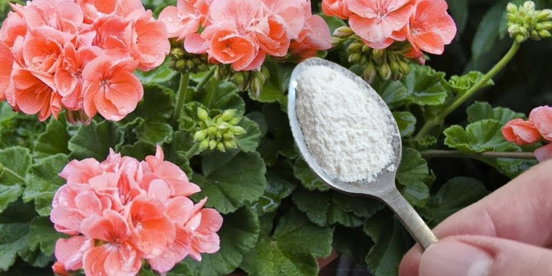 4 шага к мощному цветению: с февраля начинаю превращать все свои герани в «пышные шары». Жалею, что раньше так не делал