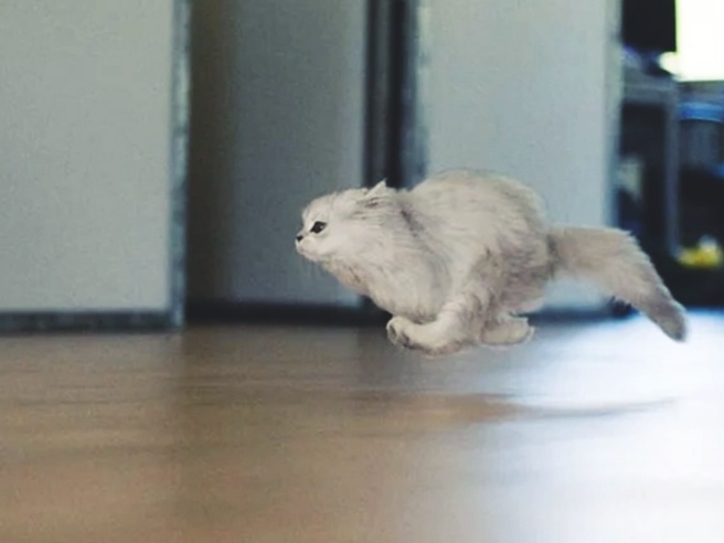 Почему с кошкой не стоит играть в догонялки. К чему может привести детская забава