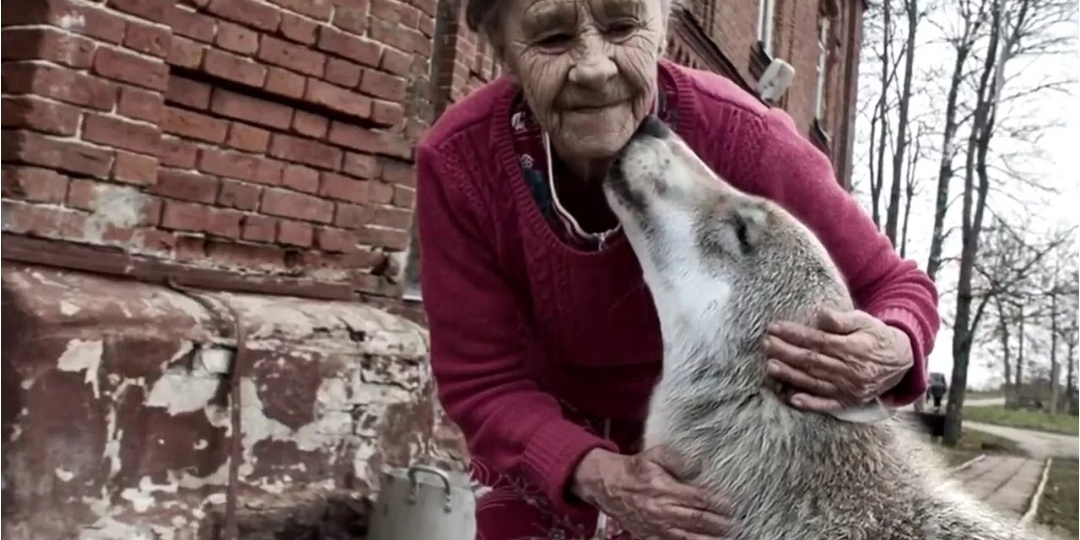 Баб Анна привела домой старого пса. А он оказался волком