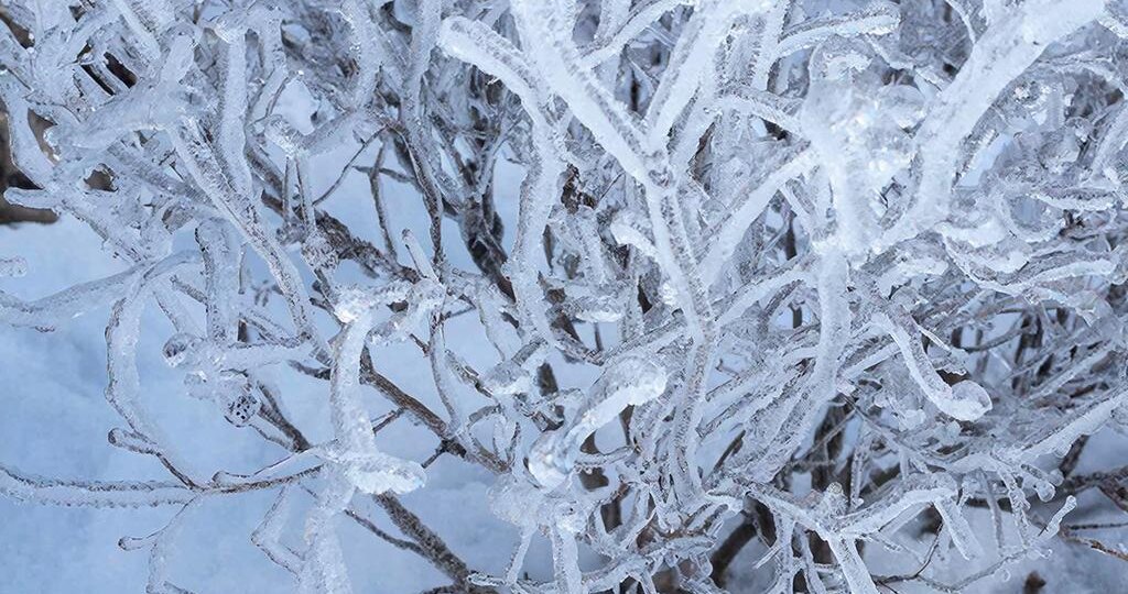 Ледяной панцирь: природная броня для ваших гортензий🧊