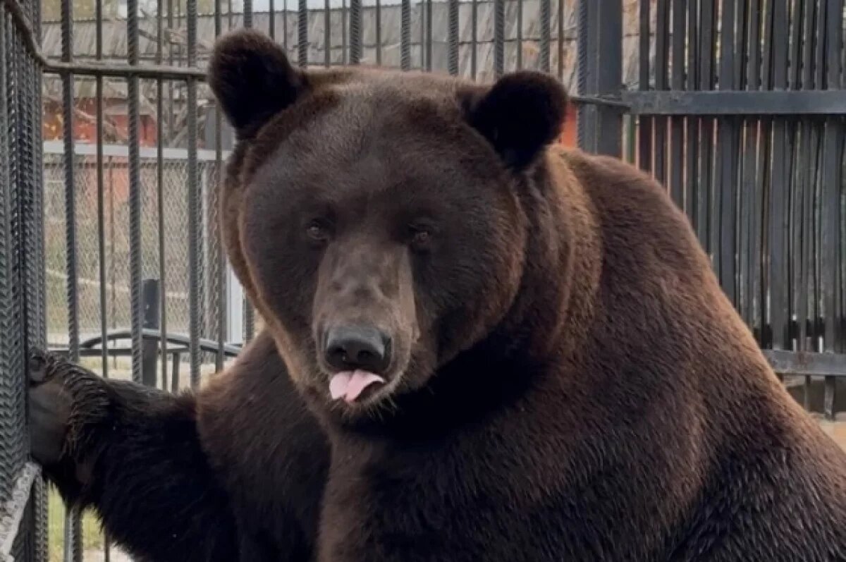    Новогодние елочки Астрахани отправили в зоопарк и собачий приют