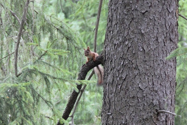 Обыкновенная белка в Керженском заповеднике
