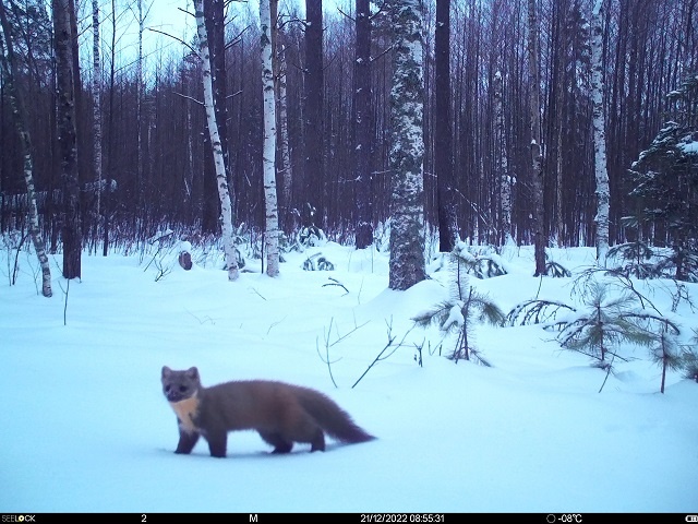 Лесная куница в Керженском заповеднике