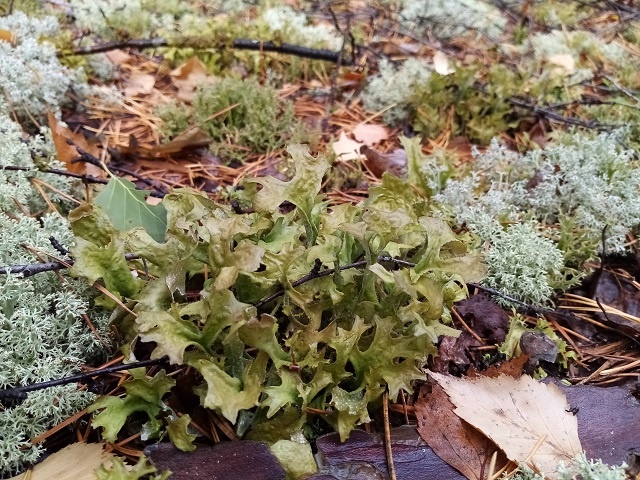 Лишайники в Керженском заповеднике