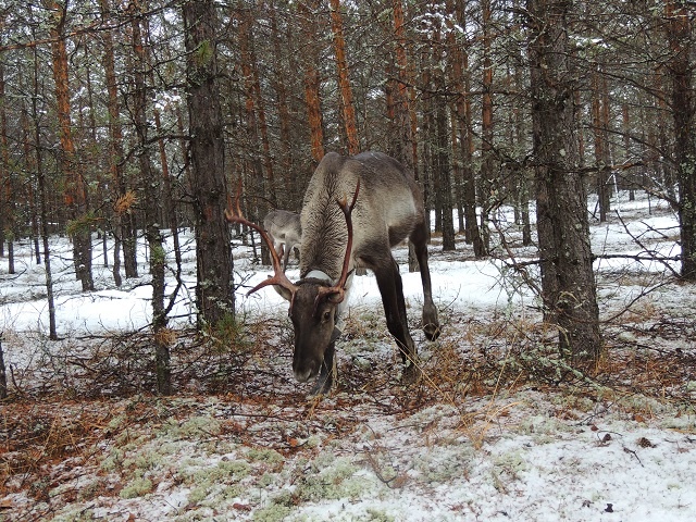   Вольное стадо лесных  северных оленей в лишайниковом сосняке Керженского заповедника.
