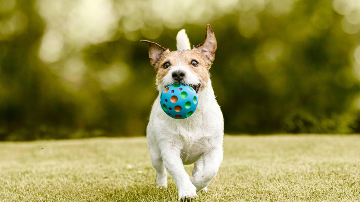     Фото: alexei_tm/Shutterstock/FOTODOM Согласно исследованиям маленькие собаки в среднем труднее поддаются дрессировке, чем их крупные сородичи.