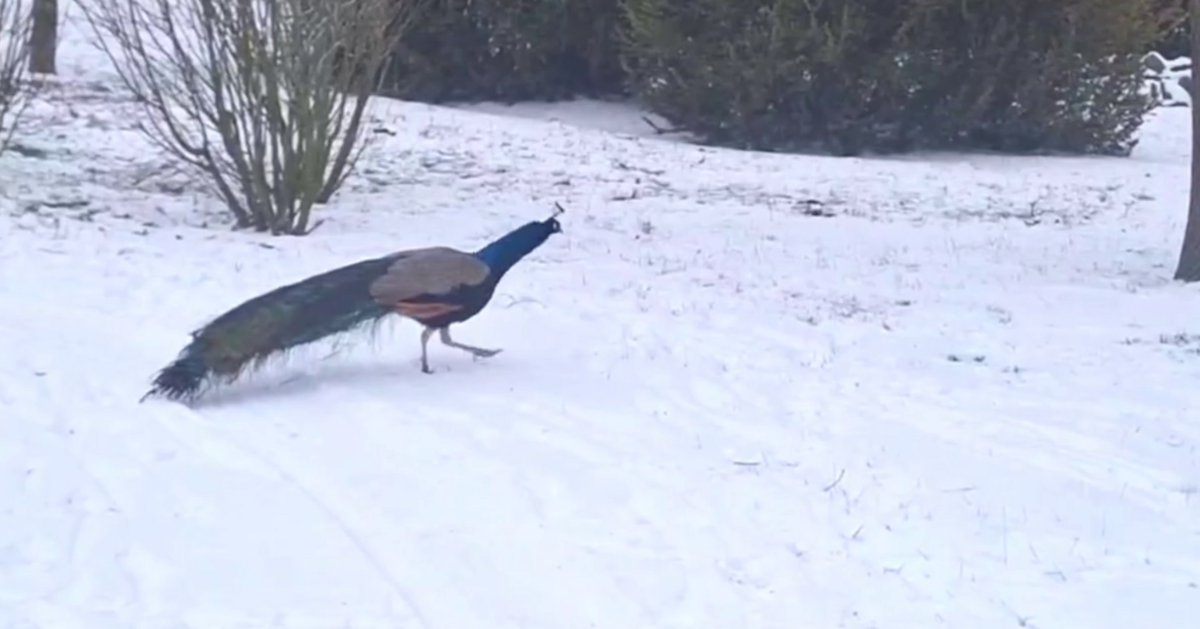    Скриншот: Биосферный заповедник «Аскания-Нова» им. Ф.Э. Фальц-Фейна