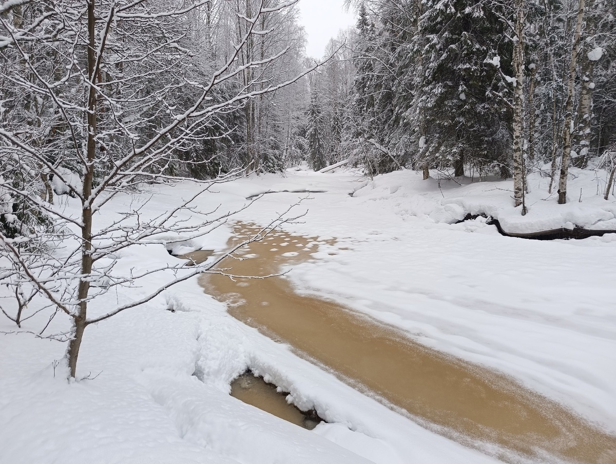    фото: © Столица на Онего / КарНЦ РАН