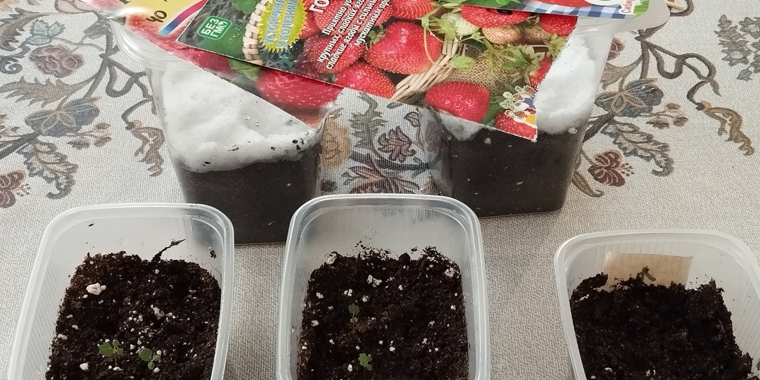 Посев земляники на рассаду в домашних условиях семенами.